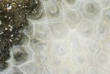Free-Standing, Polished Petoskey Stone (Fossil Coral) - Michigan #156021-2